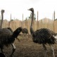 африканские страусы